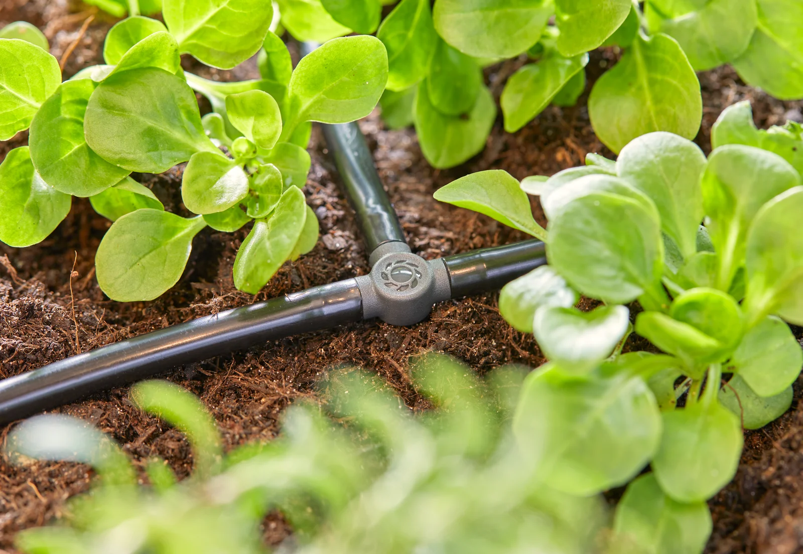 GARDENA 4.6 mm T形接頭安裝於菜圃微滴灌管路